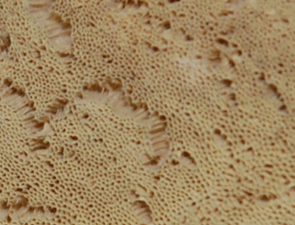 Fruchtkörper, Gelber Porenschamm, Antrodia xantha, mit 3-7 Poren / mm mit unregelmäßigen eckigen Poren. Foto: Rüpke