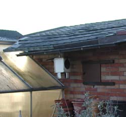 Der Blättling kann als Wärmespezialist unter den holzerstörenden Pilzen auch an anderen Gebäudeteilen Schaden anrichten, wo es anderen Pilzen in der Sonne zu heiß wird. Dieses Dach steht kurz vor dem Zusammenbruch.