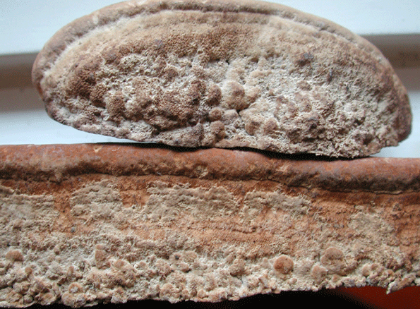 Der Eichenwirrling, Daedalea quercina in der Aufsicht. oben als kleinere Konsolenform unten in länglicher Leistenform.
