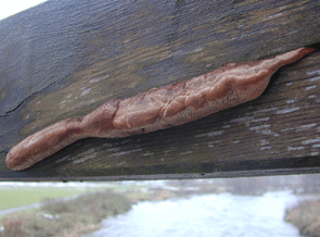 Der Eichenwirrling, Daedalea quercina in der Untersicht. Oben die kleinere Konsolenform unten die längliche Leistenform.