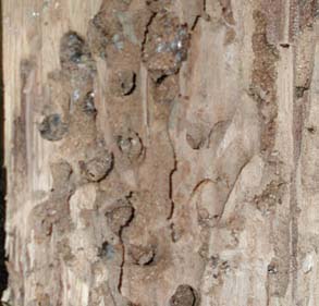 Der Nistbau einer heimischen Grabwespenart, denen fälschlicherweise die Holzzerstörung zugeschrieben wird, die jedoch lediglich das bereits vorgeschädigte Holz für die Anlage der Brutlkammern nutzt.