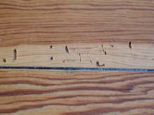 Der "Holzwurm" (Gem. Nagekäfer) am Slintholz in einer  Kiefernholzdielung. Das dunklere Farbkernholz meidet er. Es ist Insektenresistent. Foto: Rüpke