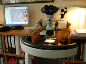 Modernes Auflichtstereomikroskop fürr Insektenbestimmung