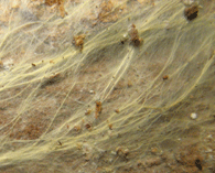 In Oberflächenmycel eingebettete Stränge von Leucogyrophana pulverulenta an Eiche, jung