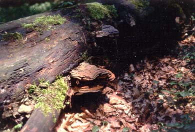 Pilze an einem umgefallenen Holzstamm