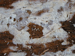 Schadbild des Zweifarbigen Harz-Rindenpilz, Resinicium bicolor , hier an einem Leimholzbinder aus Fichte.
