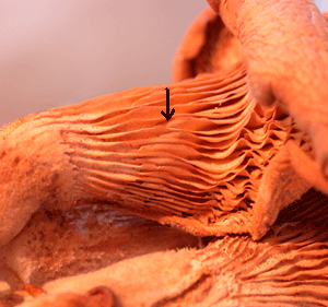 Lungenseitling, Pleurotus pulmonarius, es verlaufen von der Mitte aus untergemischte Lamellen, allerdings nicht zum Siel, sondern nur in Richtung zum Rand hin.