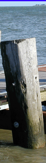 Von der Schiffsbohrmuschel gefährdert: ein Holzpfahl in der Nordsee. Foto: Dr. Kürsten