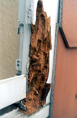 Fraßgänge im Fensterrahmen