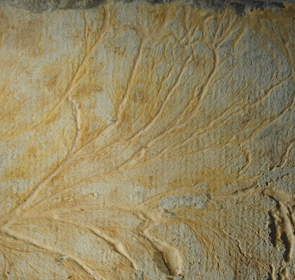 Altes, trockenes Befallsbild mit chremefarbenen Strängen im weniger auffälligem Oberflächenmycel eingebettet an Gipsfaserplatte. Foto: Rüpke