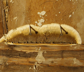 Brauner Kellerschwamm Warzenschwamm Coniophora Puteana