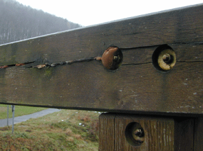 Der Eichenwirrling, Daedalea quercina in der Untersicht. Oben die kleinere Konsolenform unten die längliche Leistenform.