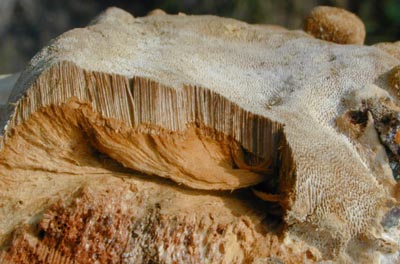 Die Vielfalt Holzzerst render Pilze