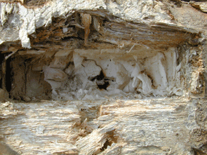 Die Vielfalt Holzzerst render Pilze
