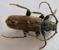 Brauner Fichtenbock, Tetropium fuscum, Länge ca. 12 mm, eingeschleppt mit (noch zu) frischem Fichtenbauholz, schlüpfte im beheizten Neubau im April. Danach keine Weiterentwicklung möglich.