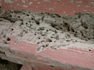 Auch im losen Sansteingefüge ist die Anlage von Nisthöhlen durch stetiges "Ausgraben" des losen Sandgefüges möglich. Die Insekten zerstören auch hier nichts, was nicht schon ausreichend marode war. Ein ganzes System von über Jahren hinweg angelegten Nistgängen tritt unter der Oberfläche zutage. Den heimischen Grabwespenarten wird fälschlicherweise auch die Steinzerstörung zugeschrieben. Tatsächlich nutzten sie lediglich das bereits vorgeschädigte Sandsteingefüge für die Anlage sicherer und gut gewärmter Brutkammern.