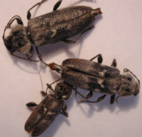 Der Hausbock, Hylotrupes bajulus im Käferstadium, Foto: Rüpke