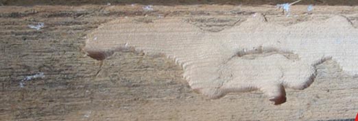 Wie Krampfadern, papierdünn verbleibt an der Oberfläche eine schützende Holzschicht. Unteres Bild: Die Holzoberfläche ist angerissen, es zeigt sich der bereits vollzogene Schaden im Holz. Foto: Rüpke