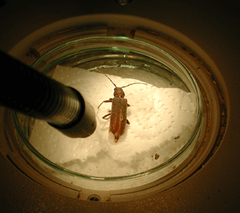 Besuch aus fernem Land unter unserem Mikroskop: Der Übeltäter des Schadbildes rechts, ein Hesperophanes cinereus. Aschgrauer Abendbock benennt sehr zutreffend sein Aussehen. Foto: Rüpke