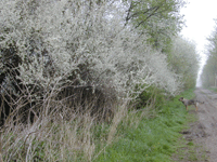 Dem Raureif folgt Blütenschnee.