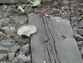 Schuppiger Sägeblättling, Lentinus lepideus, an Bahnschwellen der Hannoverschen Verkehrsbetriebe (ÜSTRA