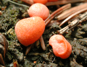 Lycogala epidendrum, rundlich und stiellos mit rauher Oberfläche. 