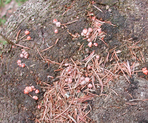 Lycogala epidendrum, 24 später