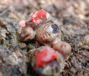 Lycogala epidendrum, nicht ausgereift und durch einen anderen Pilz befallen.