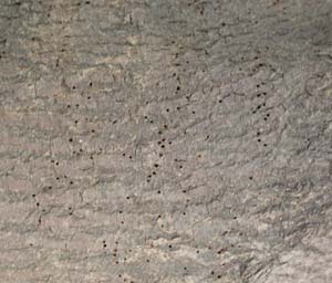 Die 1-2 mm großen Ausschlupflöcher des Gemeinen Nagekäfers, hier an einem berindeten Brennholz. Foto: Rüpke