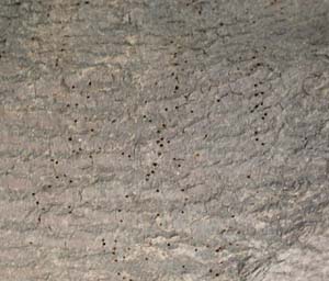 Die 1-2 mm großen Ausschlupflöcher des Gemeinen Nagekäfers, hier an einem berindeten Brennholz. Foto: Rüpke
