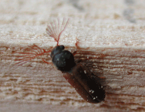 Gerade geschlüpfter männlicher Gekämmter Nagekäfer, Ptilinus pectinicornis