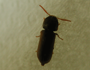 Weiblicher Gekämmter Nagekäfer, Ptilinus pectinicornis