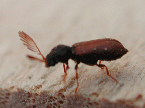 Männlicher Gekämmter Nagekäfer, Ptilinus pectinicornis