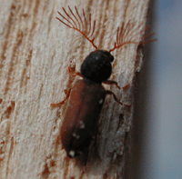 männlicher Gekämmter Nagekäfer, Ptilinus pectinicornis