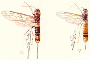 l.: Gelbe Fichtenholzwespe, Urocerus augur, Larven in Nadelholz, 18-40mm. Qu.: Jean Pierre Vit, Die holzzerstörenden Insekten Mitteleuropas, Göttingen 1953