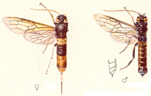 Riesenholzwespe, Urocerus gigas (greater horntail wasp), Larven in Nadelholz, 12-40mm. Qu.: Jean Pierre Vit, Die holzzerstörenden Insekten Mitteleuropas, Göttingen 1953