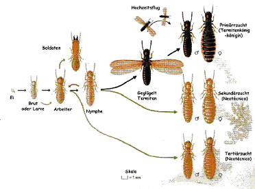 Lebenszyklus der Erdtermiten. Ein Lebensweg, der den gleichen Ausgangs-punkt hat und der in einigen Fällen eine Umkehr ermöglicht