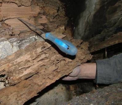 Von Fäulnis, hervorgerufen durch eindringendes Regenwasser, und Termiten befallenes Schwellenholz. Von der Bedachung einer Kirche im Norden Spaniens (Ferrol) ist nur der Splintholz-Teil vernichtet. Die Termiten befallen zwar sowohl das Kern- als auch das Splintholz, allerdings sind sie extrem wählerisch. So bevorzugen sie zum Beispiel einige Holzarten gegenüber anderen oder auch das Splintholz gegenüber dem Kernholz. Zu ihren bevorzugten Speisen gehören die nahrhaftesten Holzarten (Splintholz und solche mit vielen Nährstoffen), möglichst von Fäulnis befallen, aber ohne schädliche oder abstoßende Substanzen.