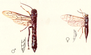 l.: Tremes magus, Larven in Ei, Bu, Ab, Bi, 15-35mm . Qu.: Jean Pierre Vit, Die holzzerstörenden Insekten Mitteleuropas, Göttingen 1953