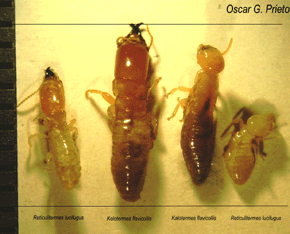 Vergleich der Größe der Soldaten und Arbeiterinnen der Kalotermes flavicollis und Reticulitermes lucifugus . Diese Trockenholztermiten sind größer als ihre unterirdischen Zwillinge. Die Größe variiert auch mit derJahreszeit und dem Entwicklungsstand. Foto: Oscar G. Prieto.