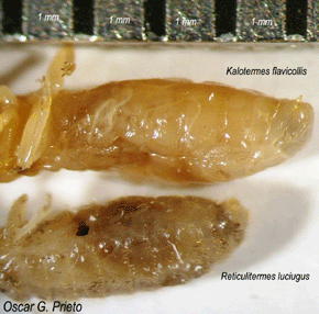 Der Hinterleib einer Arbeiterin der R. lucifugus (Rossi) ist im Vergleich mit dem einer Arbeiterin der K. flavicollis stark behaart (bärtig), sogar an der Unterseite. Foto: Oscar G. Prieto.