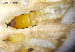 Das gleiche ist beim Pronotum der Soldaten zu sehen. Hier im Bild ein Soldat der Kalotermes flavicollis (darunter, seitwärts, ein Soldat der Reticulitermes lucifugus. Foto: Oscar G. Prieto