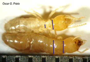 Ein weiteres Erkennungsmerkmal ist ihr Pronotum, mit seiner rechteckigen Form, während es bei den Trockenholztermiten trapezförmig ist. Dies gilt für alle Kasten, wobei hier zwei Arbeiterinnen zu sehen sind. (K. flavicollis) + R. lucifugus). Foto: Oscar G. Prieto.