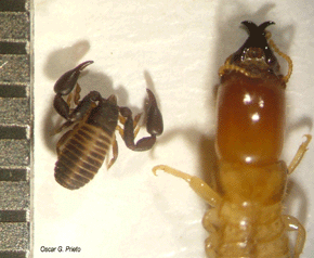 In der selben Stelle ist neben den Exemplaren der Kalotermes flavicollis (Fabricius) ein Pseudoskorpion in 4 m Höhe des Baumes mit ins Netz gegangen. Er lebt häufig mit den Erdtermiten zusammen (er frisst die kleinen Termitenlarven, neben anderen Tieren). Das Unglaubliche aber ist, dass er in dieser Höhe zu finden ist. Die Pseudoskorpione (Pseudoscorpionida) gehören zu der Ordnung der winzigen Spinnentiere. Ihre Pedipalpen ähneln denen der Skorpione, mit denen sie aber nur entfernt verwandt sind. Sie haben keinen „Schwanz“ (Metasoma) und keinen giftigen Stachel (aber ein bisschen Gift in ihren Scherenhänden). Es sind ca. 3.300 Arten beschrieben. Foto: Oscar G. Prieto.