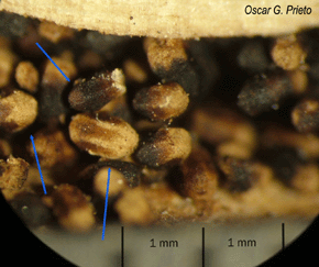 Exkremente von Kalotermes spp., ovale Form mit geriffelten Furchen. Foto: Oscar G. Prieto