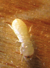 Trockenholztermite