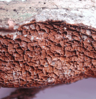 Typische Fältung (merulioid) des Wilden Hausschwamms, am ausgetrockneten Fruchtkörper.