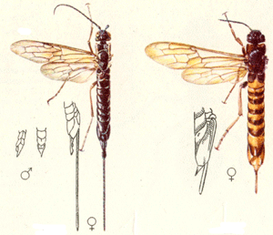 l.: Schwarze Kiefernholzwespe, Xeris spectrum, Larven in Ki, Fi, Ta, Ei, 15-30mm. Qu.: Jean Pierre Vit, Die holzzerstörenden Insekten Mitteleuropas, Göttingen 1953